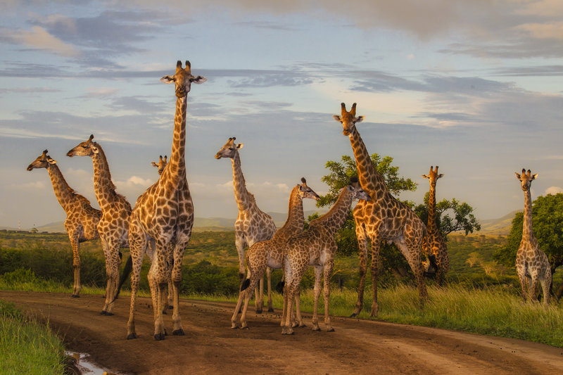 Direct Tv Satellite >> Zulu Nyala Game Lodge, Hluhluwe Direct Tv Satellite >> Zulu Nyala Game Lodge, Hluhluwe