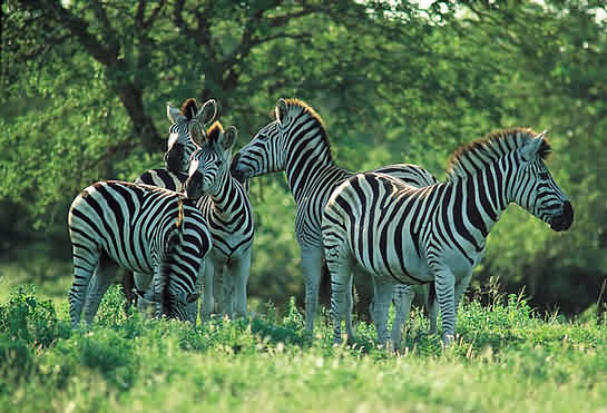 Bonamanzi Game Park
