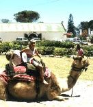 Lazy camels resting before a walk.
