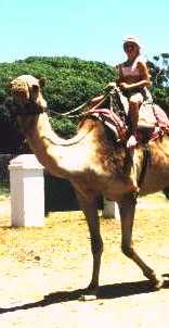 A camel ride at Imhoff Farm