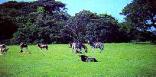 Eshowe