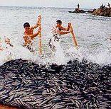 Fishing the Natal Coast