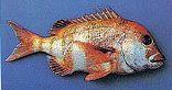 Fishing the South Western Cape