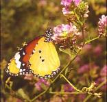 Butterfly World