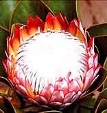 The Garden Route