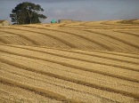 Caledon