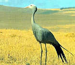 Blue Crane