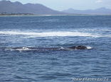 Whale