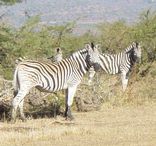 Hluhluwe-Imfolozi Park