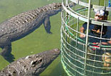 Cango Wildlife Ranch - Oudtshoorn
