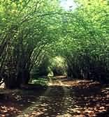 Hogsback
