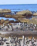 Table Mountain National Park