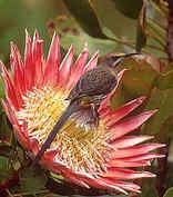 Table Mountain National Park