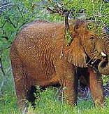 Ithala Game Reserve