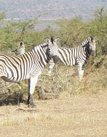 Ithala Game Reserve