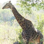Ithala Game Reserve