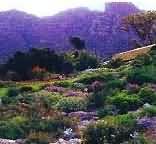 Cape Town - Things To See & Do