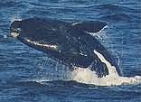 Cape Whale Route
