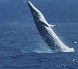 Cape Whale Route