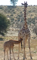 Kgalagadi Transfrontier Park