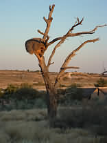 Kgalagadi Transfrontier Park