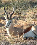 Kgalagadi Transfrontier Park