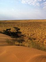 Kgalagadi Transfrontier Park