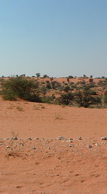 Kgalagadi Transfrontier Park