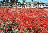 Karoo National Botanical Garden