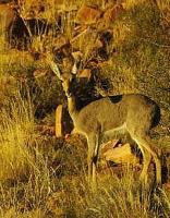 Karoo National Park