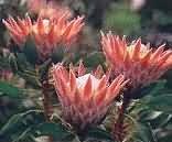 Kirstenbosch National Botanical Garden
