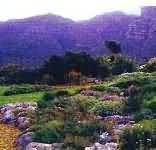 Kirstenbosch National Botanical Garden