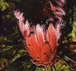 Kirstenbosch National Botanical Garden