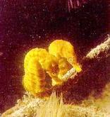 Diving at Knysna