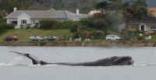 Diving at Knysna