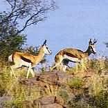 Kuruman
