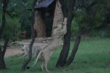Kwa Maritane Lodge