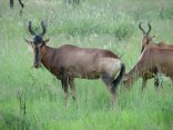 Kwa Maritane Lodge