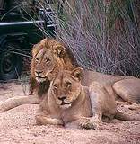 MalaMala Game Reserve