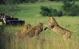 MalaMala Game Reserve