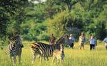 MalaMala Game Reserve