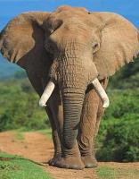 Addo Elephant Park