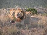 Addo Elephant Park