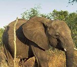 Mkhaya Game Reserve