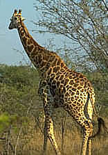 Mkhaya Game Reserve