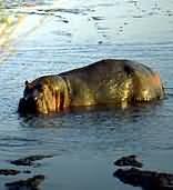 Mkuze Game Reserve