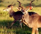 Ngonyama - Krugersdorp Game Reserve