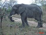 Modimolle  (Nylstroom)
