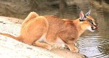 Oribi Gorge Nature Reserve