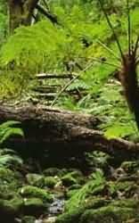 Outeniqua Hiking Trail